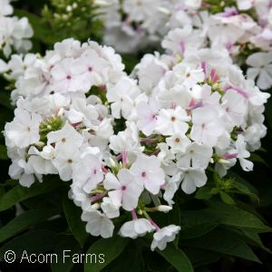 PHLOX PAN WHITE FLAME