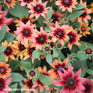 ECHIBECKIA SUMMERINA GLOW DIZZ