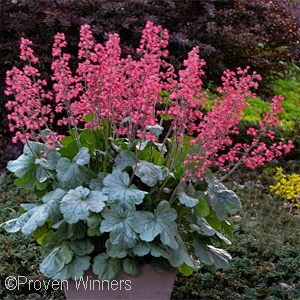 HEUCHERA DOLCE SPEARMINT