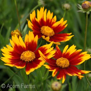 COREOPSIS DAYBREAK