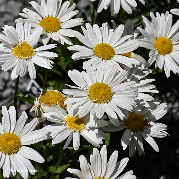 LEUCANTHEMUM SWEET DAISY BIRDY