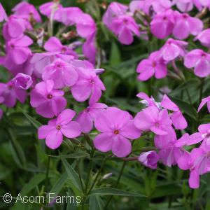 PHLOX GLA FOREVER PINK