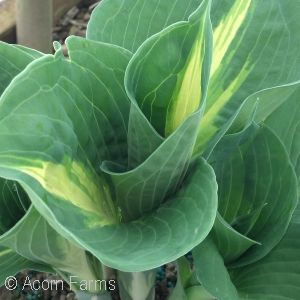 HOSTA THUNDERBOLT