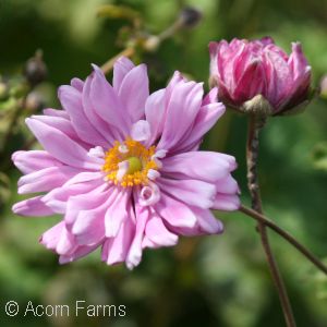 ANEMONE PARTY DRESS