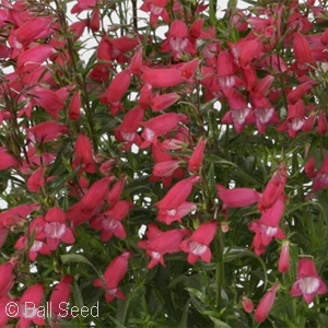 PENSTEMON CARILLO RED