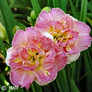 HEMEROCALLIS LACY DOILY