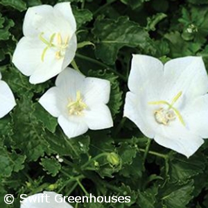 CAMPANULA CAR PEARL WHITE