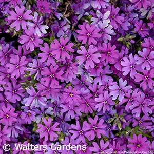 PHLOX ROCKY ROAD GRAPE