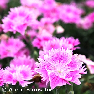 DIANTHUS