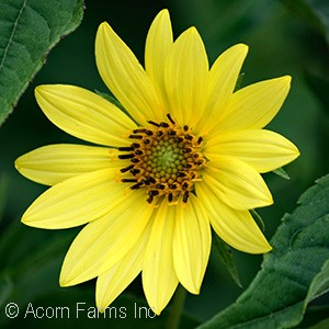 HELIANTHUS LEMON QUEEN