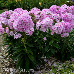 PHLOX