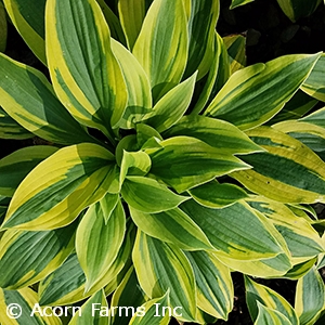 HOSTA