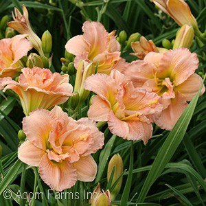 HEMEROCALLIS SIL DBL CLASSIC