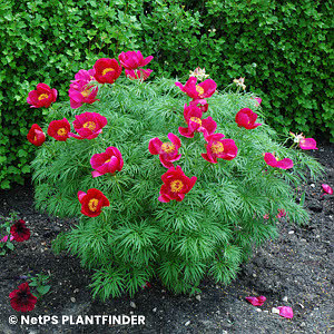 PAEONIA TENUIFOLIA