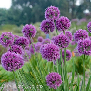 ALLIUM LAVENDER BUBBLES