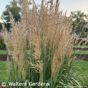 SORGHASTRUM GOLDEN SUNSET