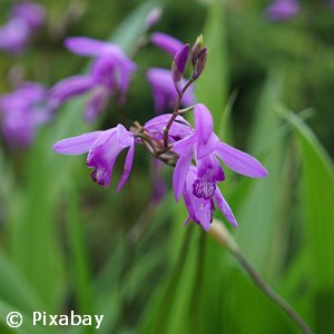 BLETILLA STRIATA SHI-RAN