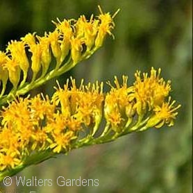 SOLIDAGO ODORA