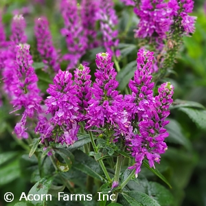 VERONICA PURPLEGUM CANDLES