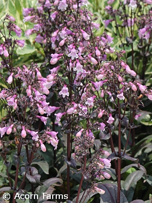 PENSTEMON MIDNIGHT MASQUERADE