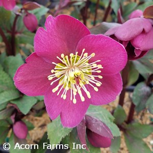 HELLEBORUS ANNAS RED