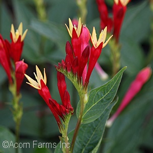 SPIGELIA LITTLE REDHEAD