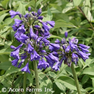 AGAPANTHUS BLUE YONDER