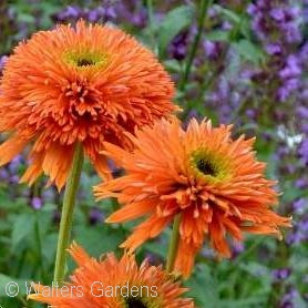 ECHINACEA COLORBURST ORANGE