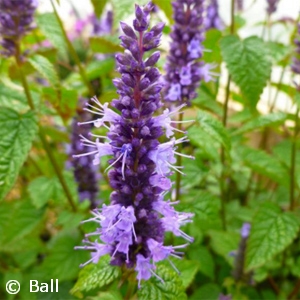 AGASTACHE LITTLE ADDER