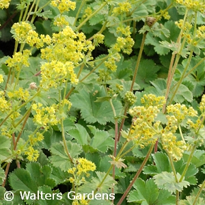 ALCHEMILLA GOLD STRIKE