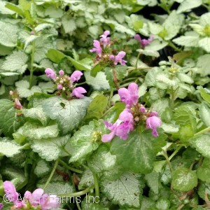 LAMIUM MAC ORCHID FROST