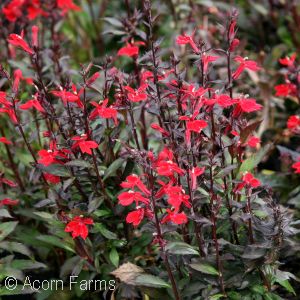 LOBELIA SPE FAN SCARLET