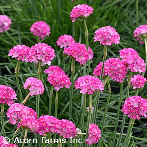 ARMERIA MAR SPLENDENS