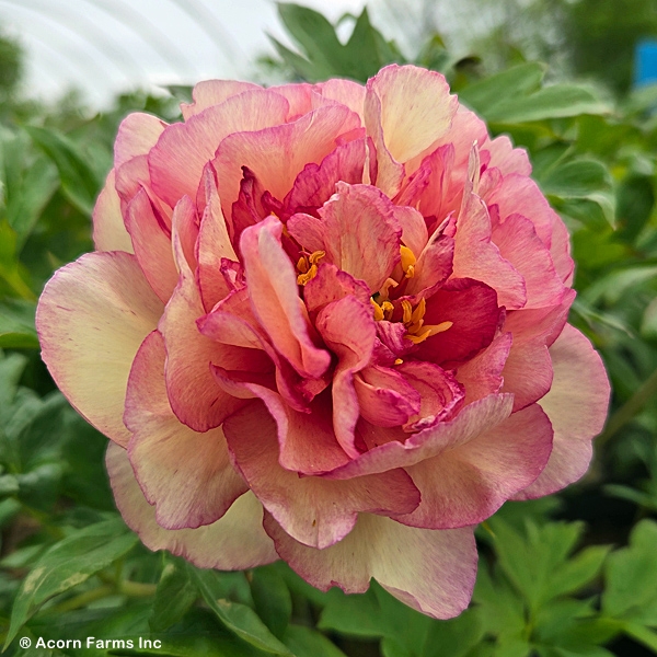 PAEONIA ITOH SCRUMDIDDLYUMPTIO