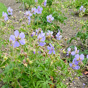 GERANIUM KARMINA