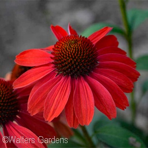 ECHINACEA FRANKLY SCARLET