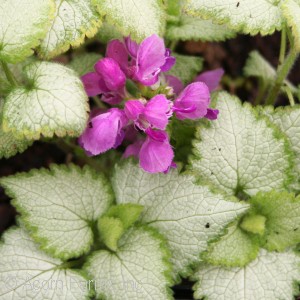 LAMIUM MAC GHOST