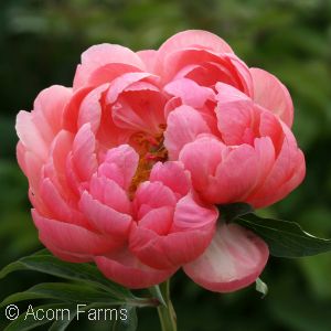 PAEONIA CORAL SUNSET