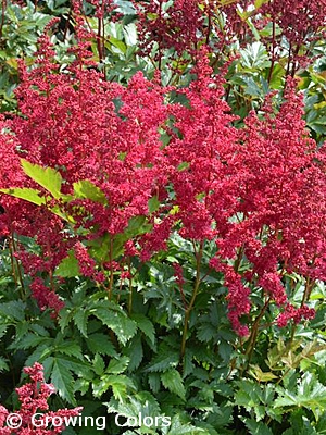 ASTILBE CHI LOWLANDS RUBY RED