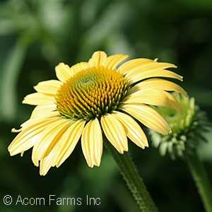 ECHINACEA MELLOW YELLOWS