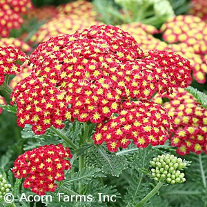 ACHILLEA STRAWBERRY SEDUCTION