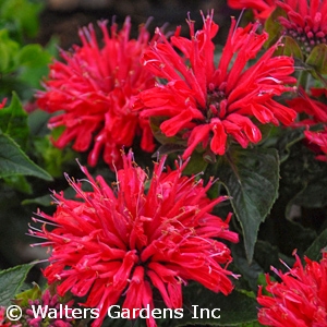 MONARDA PARDON MY CERISE