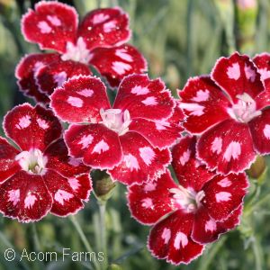 DIANTHUS SPANGLED STAR