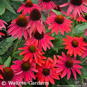 ECHINACEA FIREFINCH