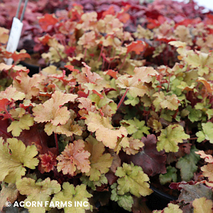 HEUCHERA MARMALADE