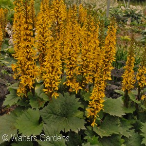 LIGULARIA STE LITTLE ROCKET