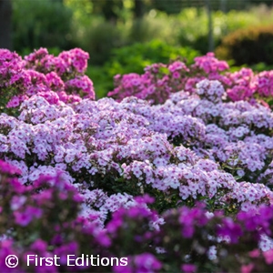 PHLOX