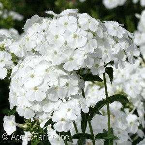 PHLOX PAN PEACOCK WHITE