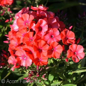 PHLOX PAN ORANGE PERFECTION