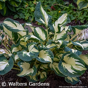 HOSTA HANS